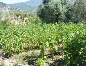 Antalyalı çiftçi cet tohumlarıyla 52 santimetre uzunluğunda patlıcan yetiştirdi