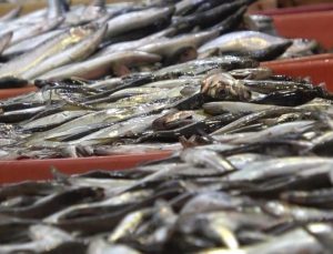 Balıkçıların av döneminden palamut ve hamsi beklentisi