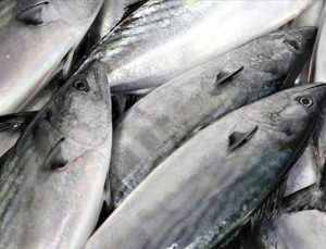 Bu dönem palamuttaki artışla balık tüketiminin de yükselmesi bekleniyor