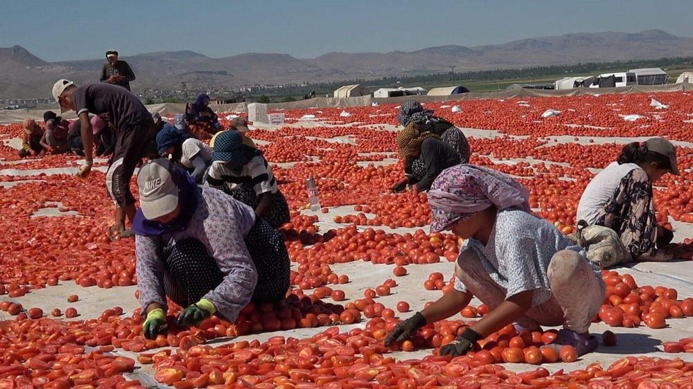 Erciyes Dağı'nın eteklerinden İtalya, Amerika, Almanya'ya gönderiliyor