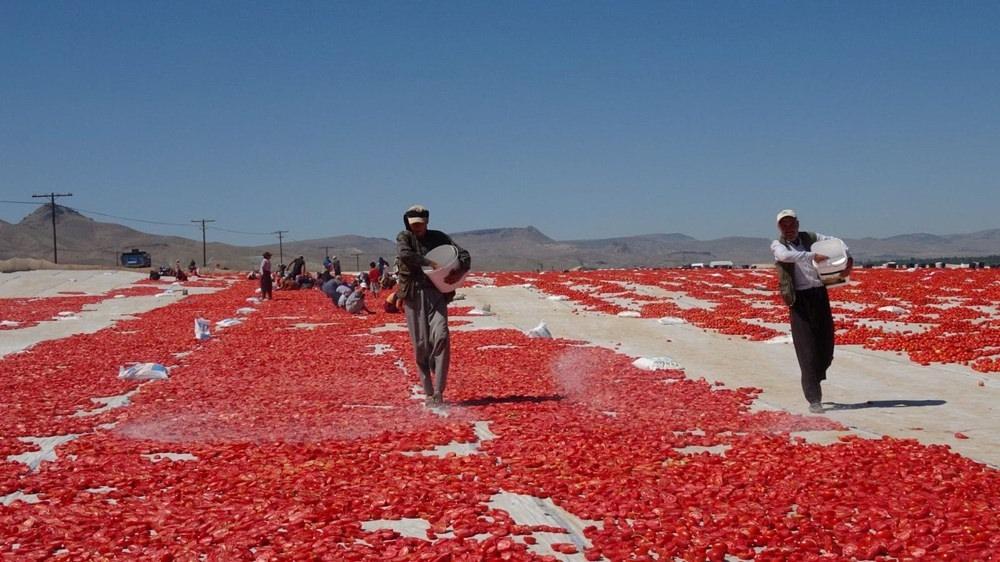 Erciyes Dağı'nın eteklerinden İtalya, Amerika, Almanya'ya gönderiliyor