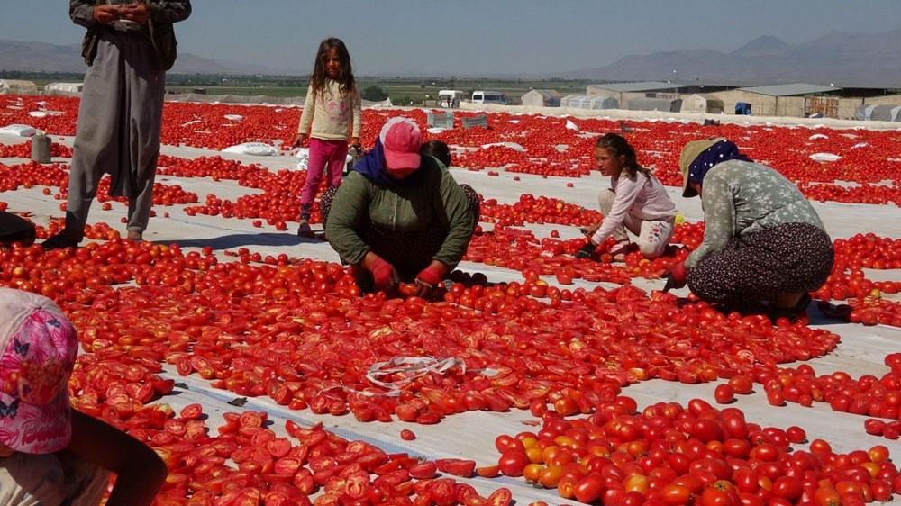 Erciyes Dağı'nın eteklerinden İtalya, Amerika, Almanya'ya gönderiliyor