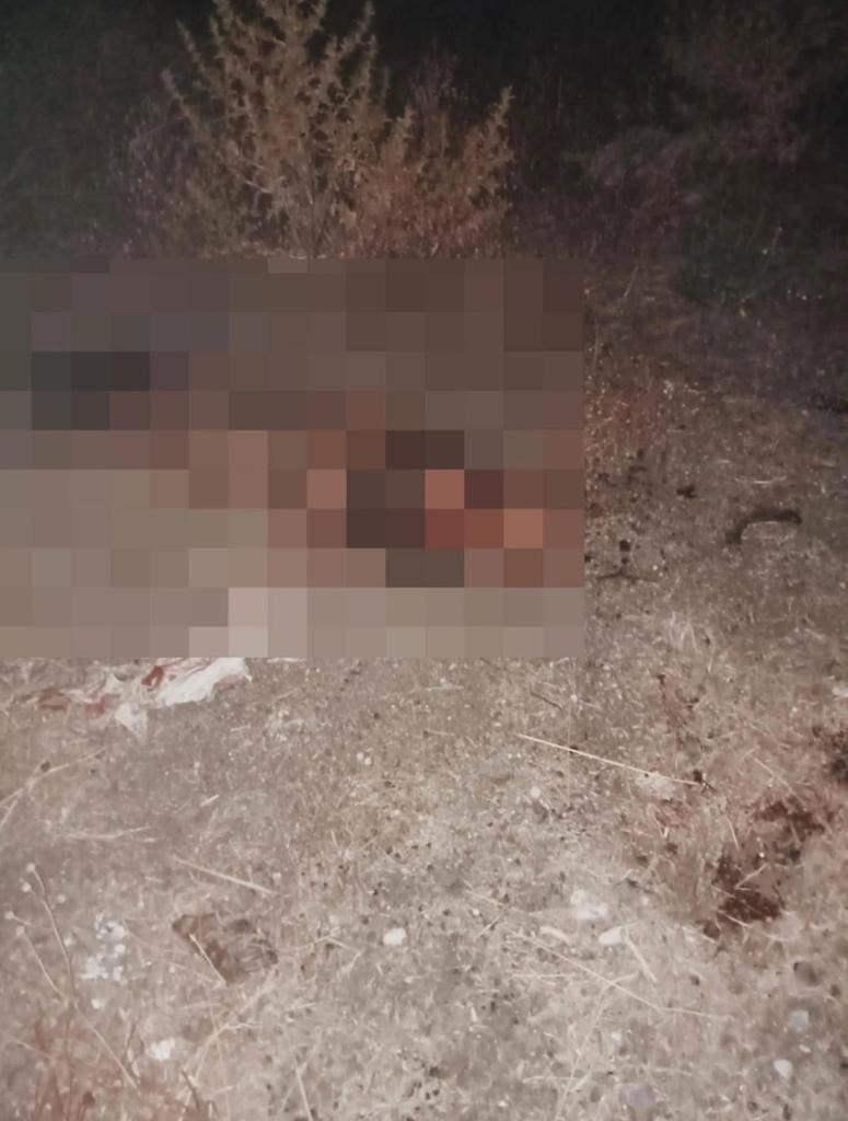 Fatih’te dehşetli ölüm! 9 başıboş sokak köpeği bir genci parçaladı