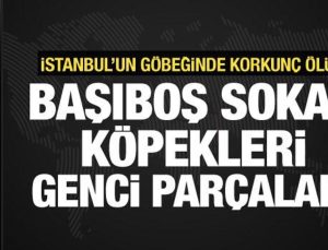 Fatih’te dehşetli ölüm! 9 başıboş sokak köpeği bir genci parçaladı
