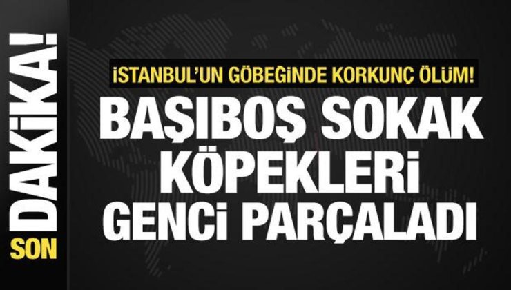 Fatih’te dehşetli ölüm! 9 başıboş sokak köpeği bir genci parçaladı