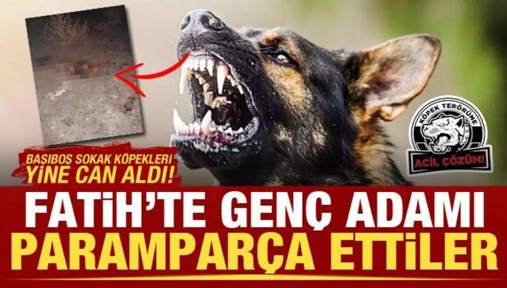 Fatih’te vahim ölüm! Çok sayıda başıboş sokak köpeği genç adamı parçaladı