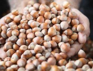 Fındık üreticilerine Ferrero tekeli! ‘Rekolte oyunu’