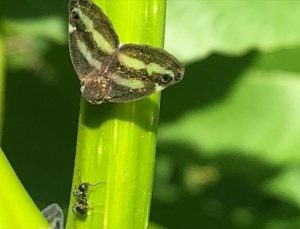İstanbul’da Böcek Popülasyonlarındaki Artış: Nedenleri ve Çözüm Önerileri