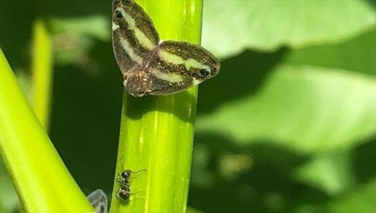 İstanbul’da Böcek Popülasyonlarındaki Artış: Nedenleri ve Çözüm Önerileri
