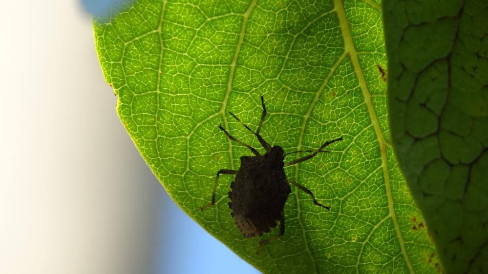 Kahverengi kokarca fındığı vurdu