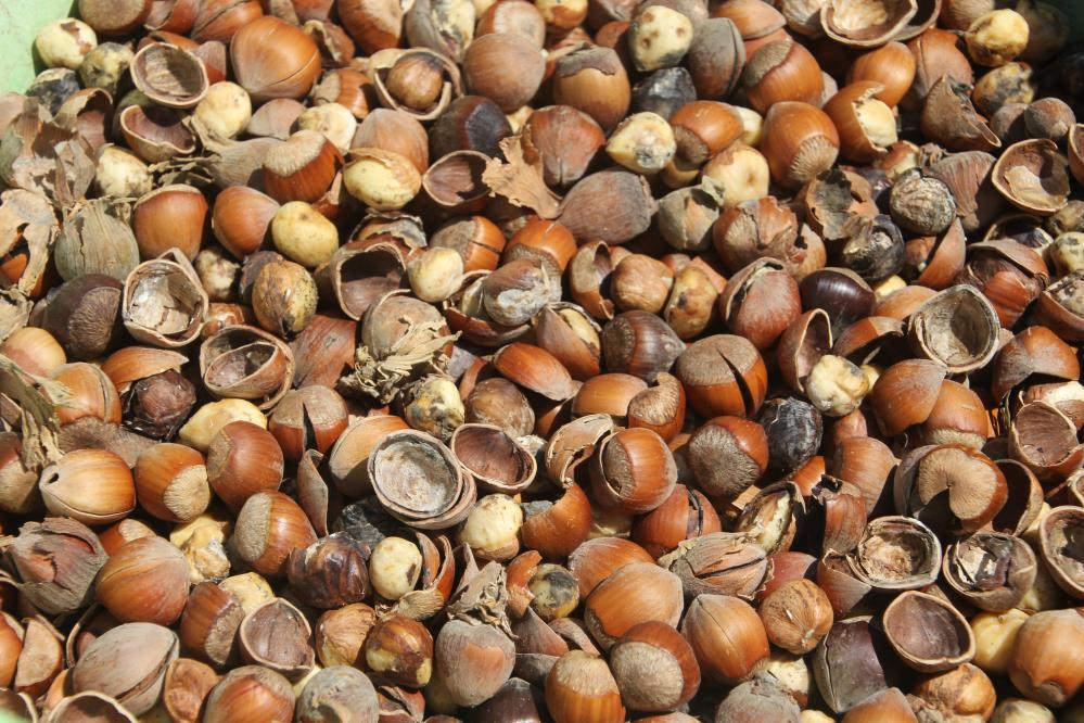 Kahverengi kokarca fındığı vurdu