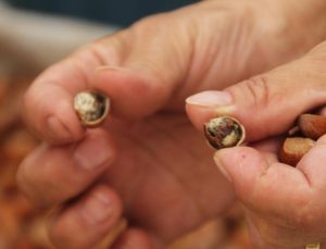 Kahverengi kokarca fındığı vurdu