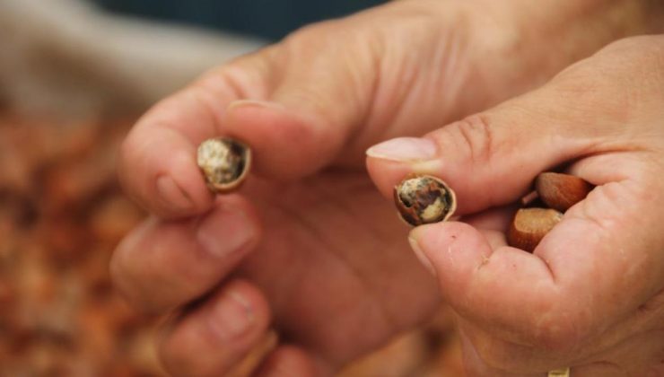 Kahverengi kokarca fındığı vurdu