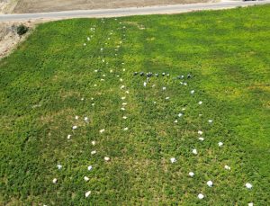 Kilis’te en acı hasat başladı