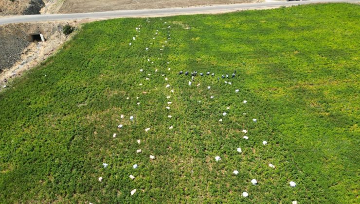 Kilis’te en acı hasat başladı