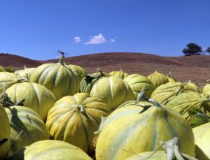 Kızılırmak kavununun pazarının genişletilmesi hedefleniyor
