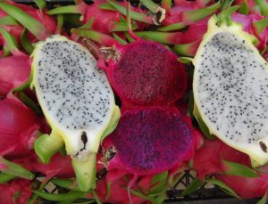 Mersin’de tropikal ejder meyvesinde hasat devri