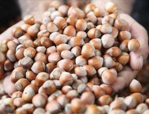 Samsun’da Fındık Hasadı Kolaylaşıyor ve Kahverengi Kokarca ile Mücadele