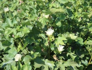Şanlıurfa’da Pamuk Rekoltesi ve Su Yönetimi