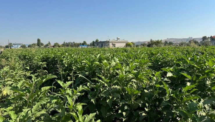 Şanlıurfa’nın Eşsiz Birecik Patlıcanı Hasadı Başladı