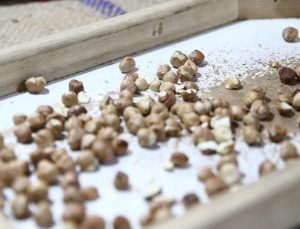 TMO Giresun’da fındık alımına başladı