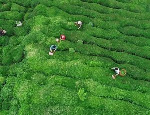 Türk çayı ihracatı 7 ayda 14,8 milyon doları aştı