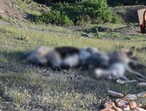 Türkiye’de Hayvan Hakları İhlalleri ve Şiddet Olayları