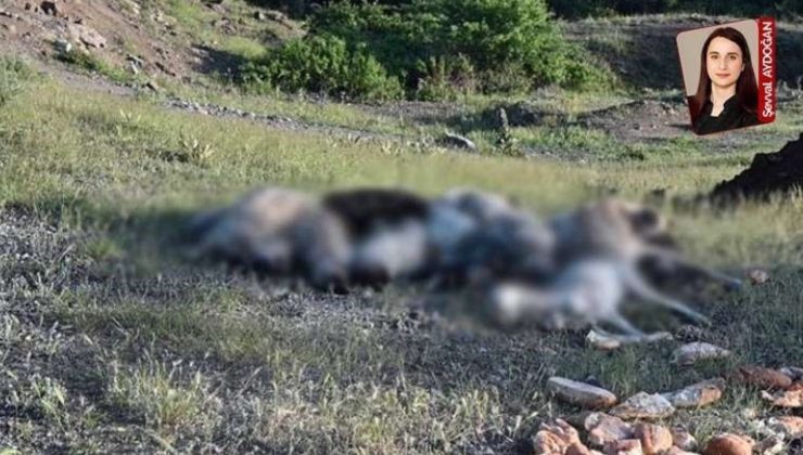 Türkiye’de Hayvan Hakları İhlalleri ve Şiddet Olayları