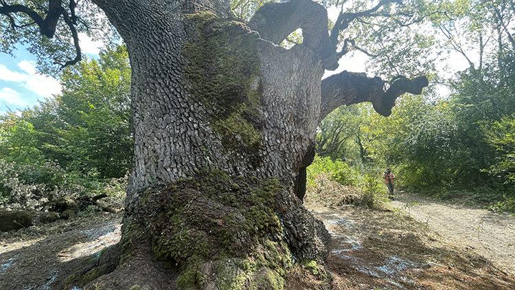 Türkiye’nin en yaşlı meşe ağacı: Tam bin 127 yaşında