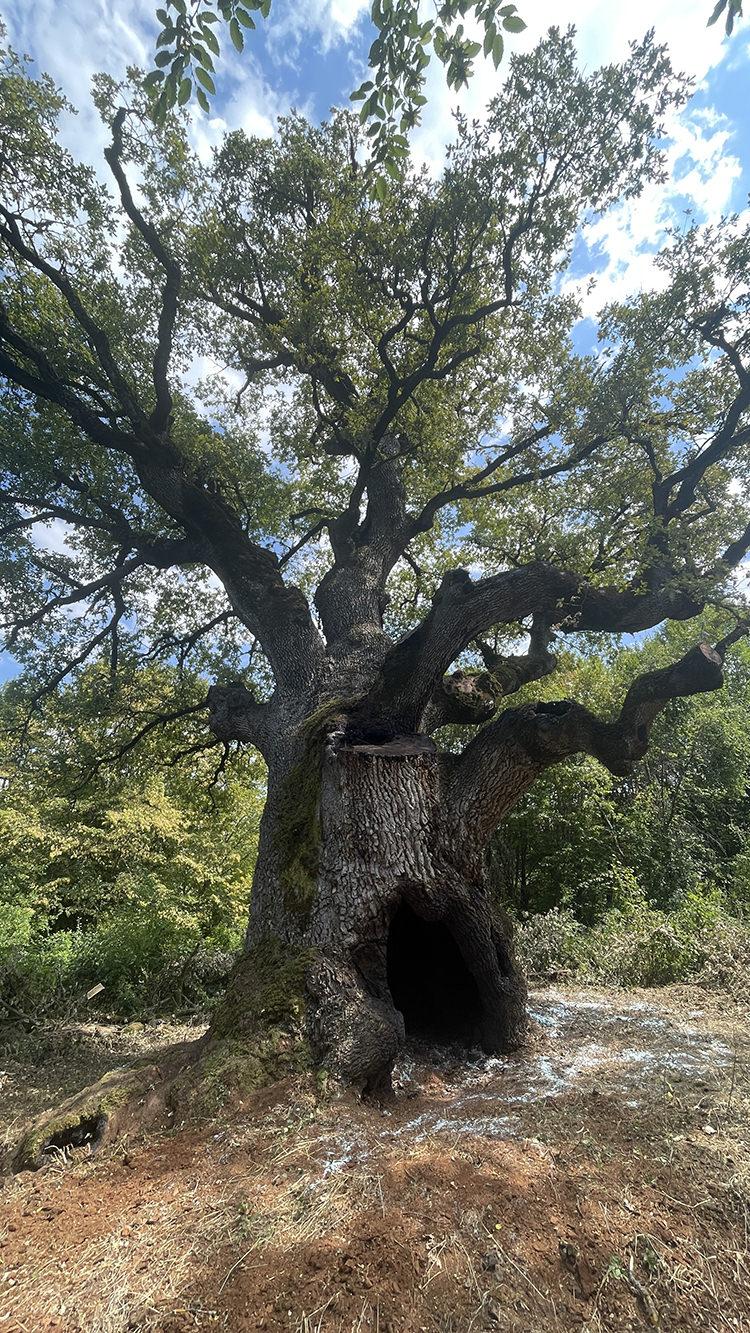 Türkiye’nin en yaşlı meşe ağacı: Tam bin 127 yaşında