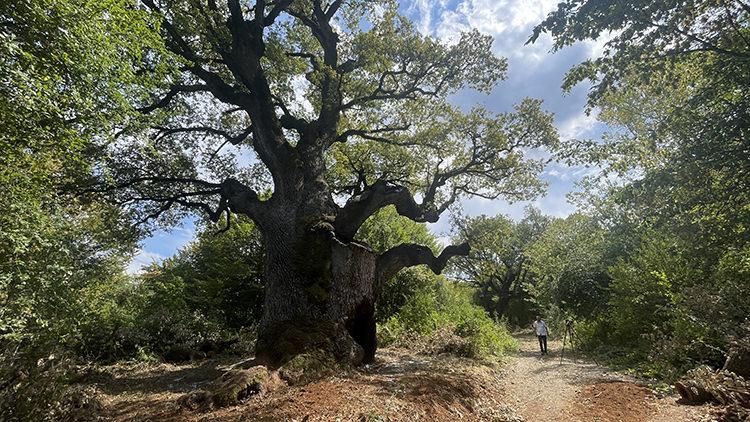 Türkiye’nin en yaşlı meşe ağacı: Tam bin 127 yaşında