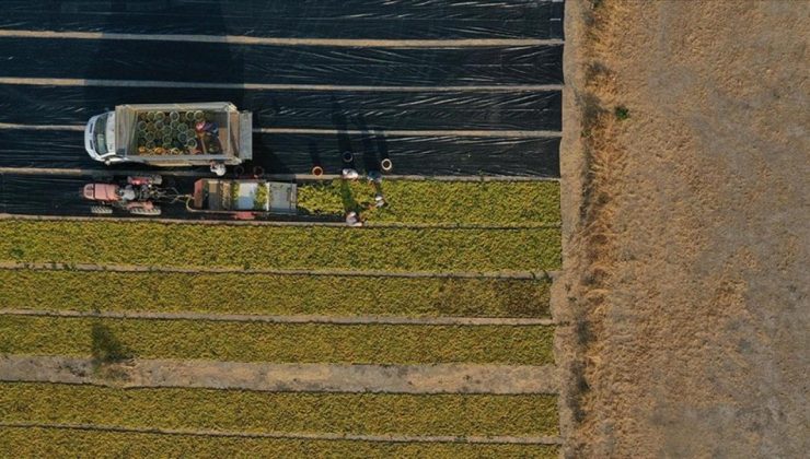 10 soruda işlenmeyen tarım topraklarının kiraya verilmesi