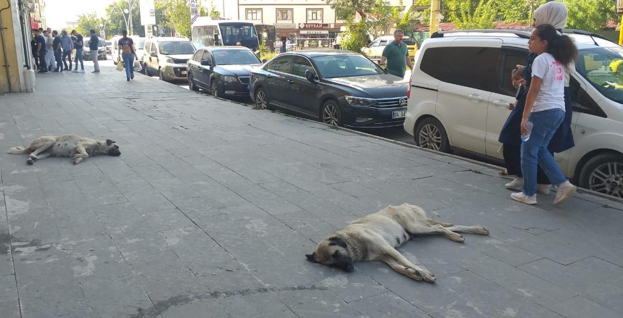 Ağrı'da başıboş köpek tedirginliği!
