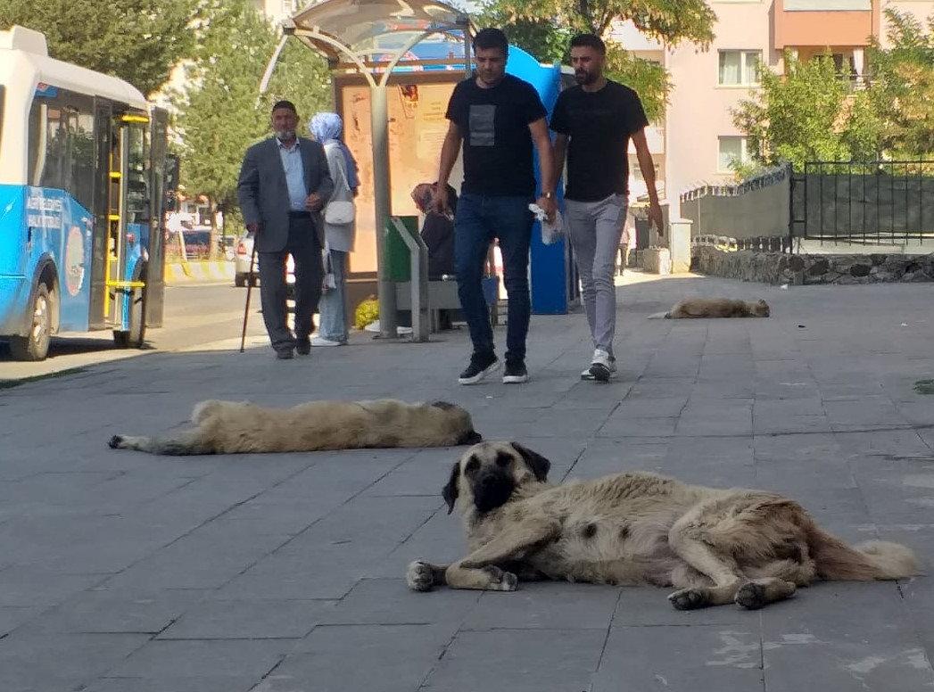 Ağrı'da başıboş köpek tedirginliği!
