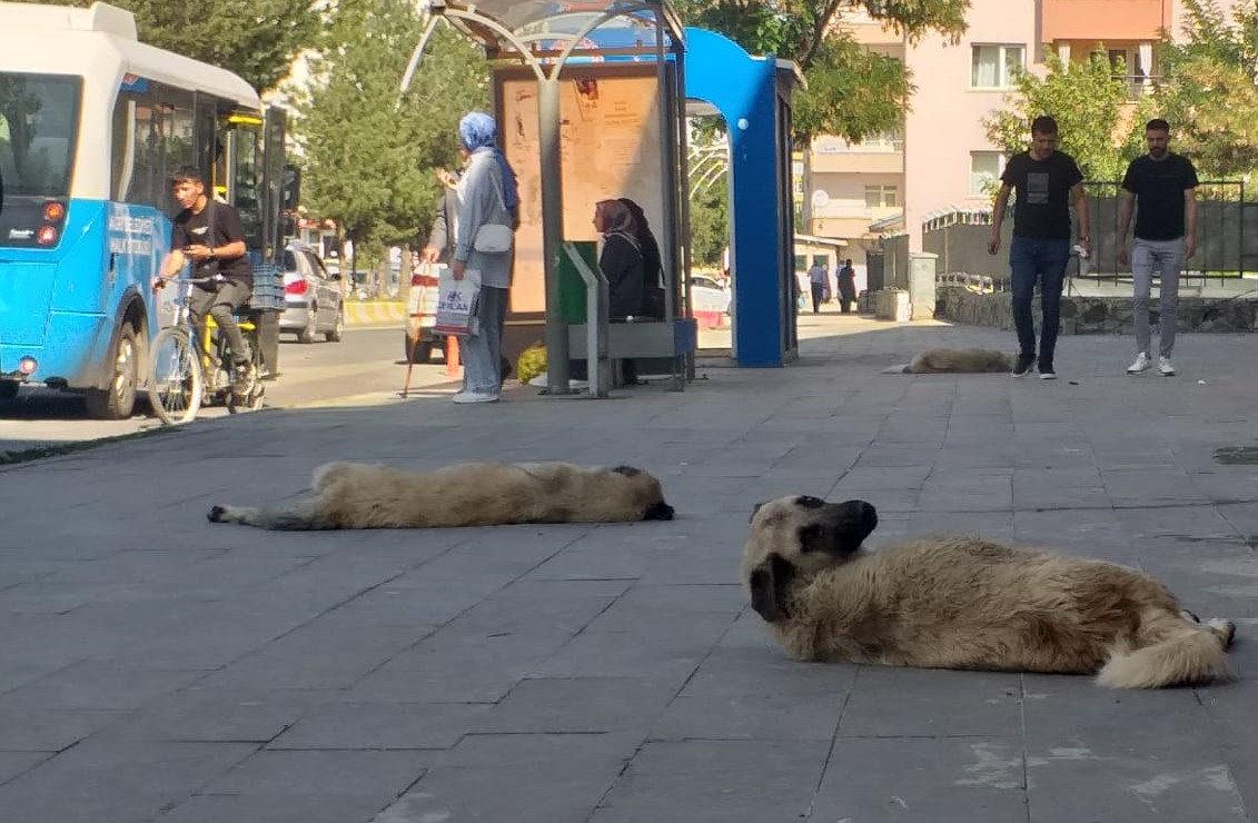 Ağrı'da başıboş köpek tedirginliği!