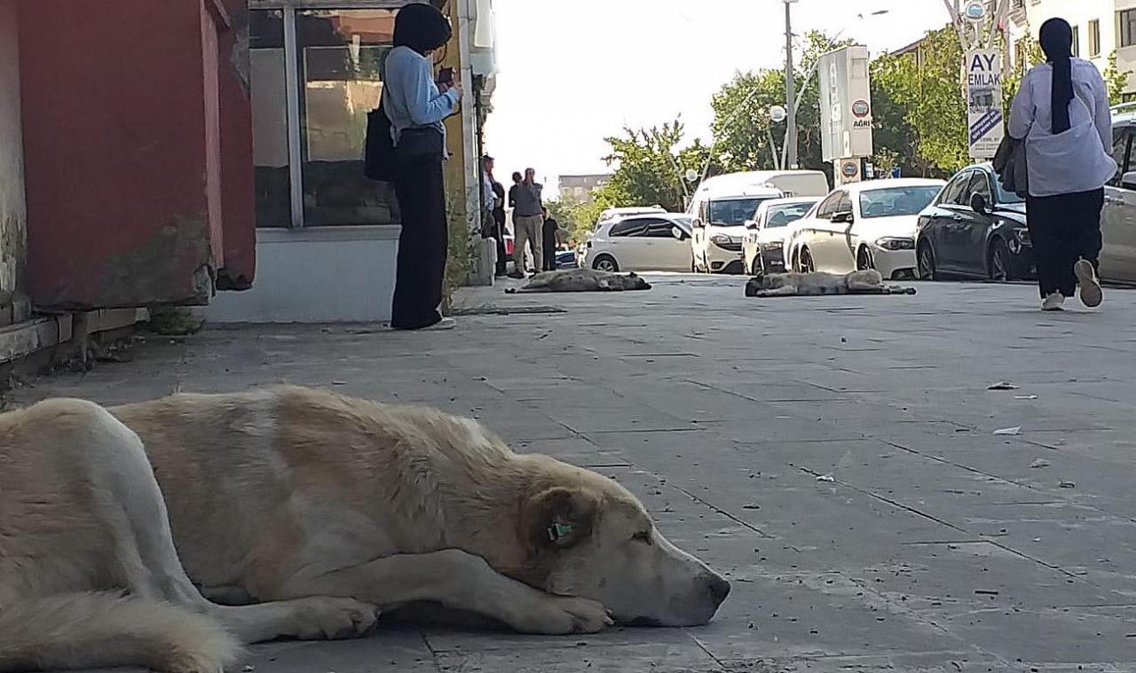 Ağrı'da başıboş köpek tedirginliği!