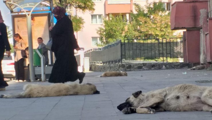 Ağrı’da başıboş köpek tedirginliği!