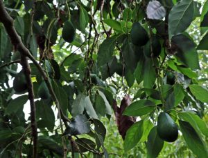 Alanya’da avokado hasadı başladı