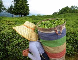 ÇAYKUR randevulu yaş çay alım sistemini kaldırdı