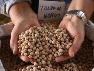 Çukurova’dan ziraî üretime yeni nohut ve arpa tohumları kazandırıldı