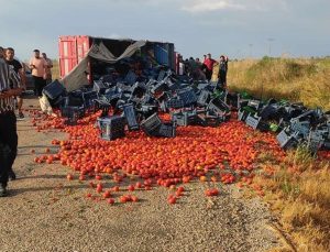 Domates üreticileri isyan etti! ‘Ürünler tarlada çürüyor’