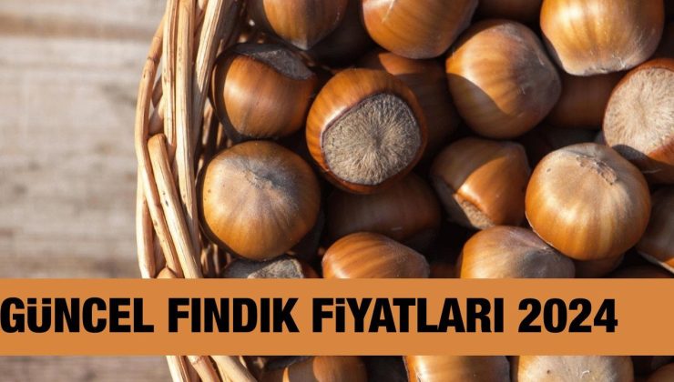 Fındık fiyatı ne kadar, kaç TL 17 Eylül 2024? Trabzon, Ordu, Giresun, Samsun, Sakarya, Düzce şimdiki fındık fiyatları
