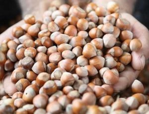 Fındık ihracatında 300 bin ton gayesi