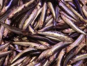 Hamsinin fiyatı 50 lira birden düştü