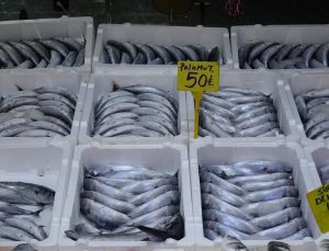 Karadeniz’de palamut rahmeti: Tanesi 50 TL