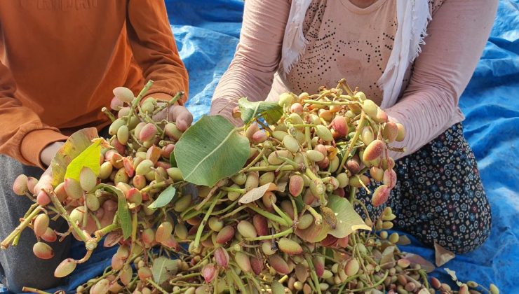 Manisa’da aşılanan menengiç ağaçlarında Antep fıstığı hasadı başladı