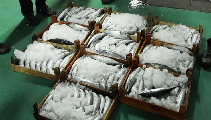 Marmara’da balık fiyatlarında düşüş başladı