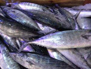 Palamut bu dönem hem denizlerde ve tezgahlarda krallığını ilan etti