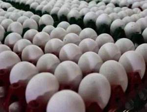 Yumurta fiyatlarında dönemlik indirim sona erdi fiyatlar yükseldi