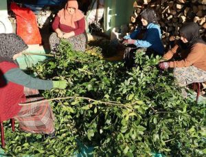 Alaçam’da Kadınların Defne Yaprağı Ekonomisi